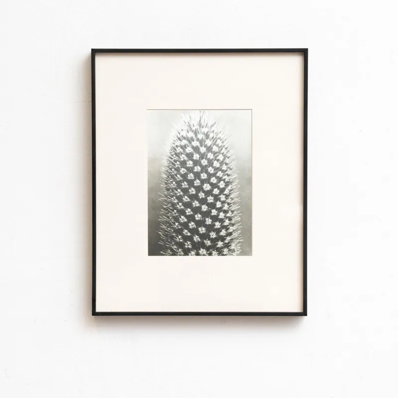 Pamono Karl Blossfeldt, Natural Grace, 1942, Photogravure, Framed> Photography