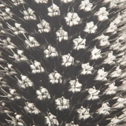 Pamono Karl Blossfeldt, Natural Grace, 1942, Photogravure, Framed><noscript><img width=