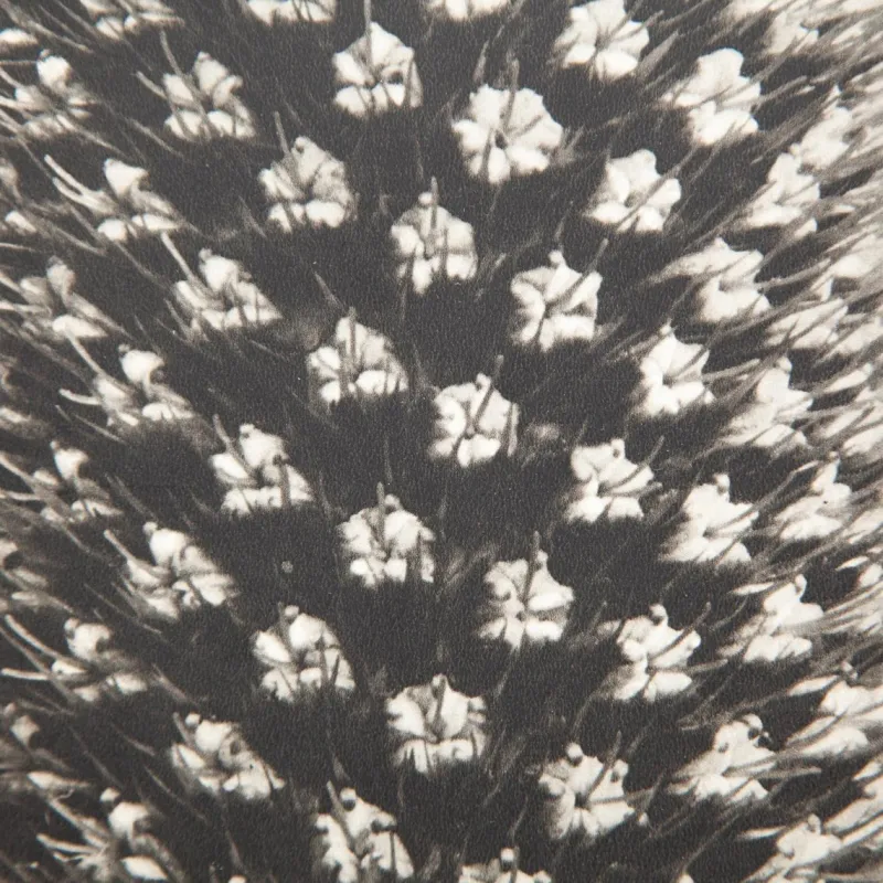 Pamono Karl Blossfeldt, Natural Grace, 1942, Photogravure, Framed> Photography