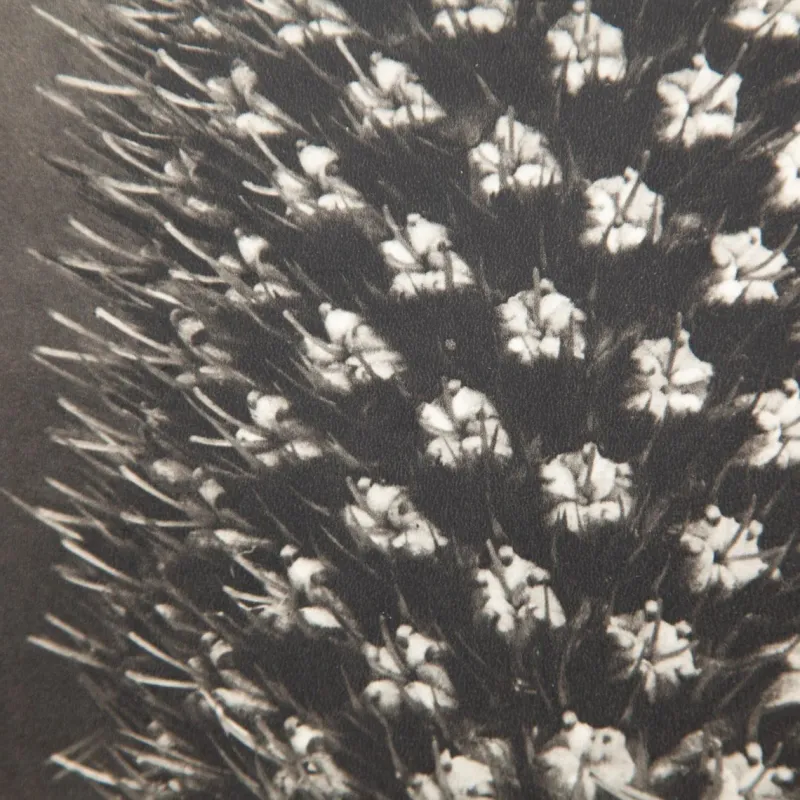 Pamono Karl Blossfeldt, Natural Grace, 1942, Photogravure, Framed> Photography