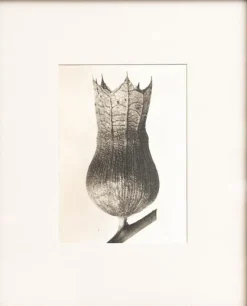 Outlet Pamono Karl Blossfeldt, Natural Grace, 1942, Photogravure, Framed