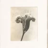Sale Pamono Karl Blossfeldt, Natural Grace, 1942, Photogravure, Framed