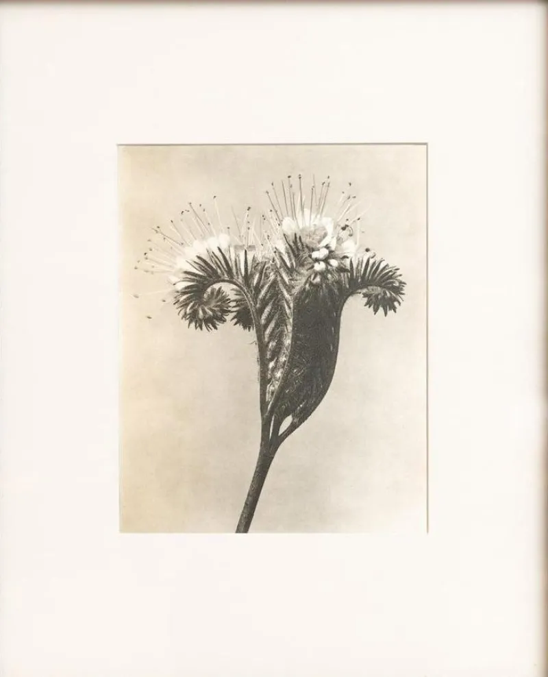 Sale Pamono Karl Blossfeldt, Natural Grace, 1942, Photogravure, Framed