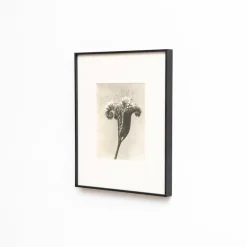 Sale Pamono Karl Blossfeldt, Natural Grace, 1942, Photogravure, Framed