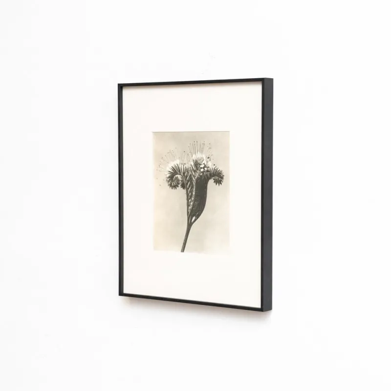 Sale Pamono Karl Blossfeldt, Natural Grace, 1942, Photogravure, Framed