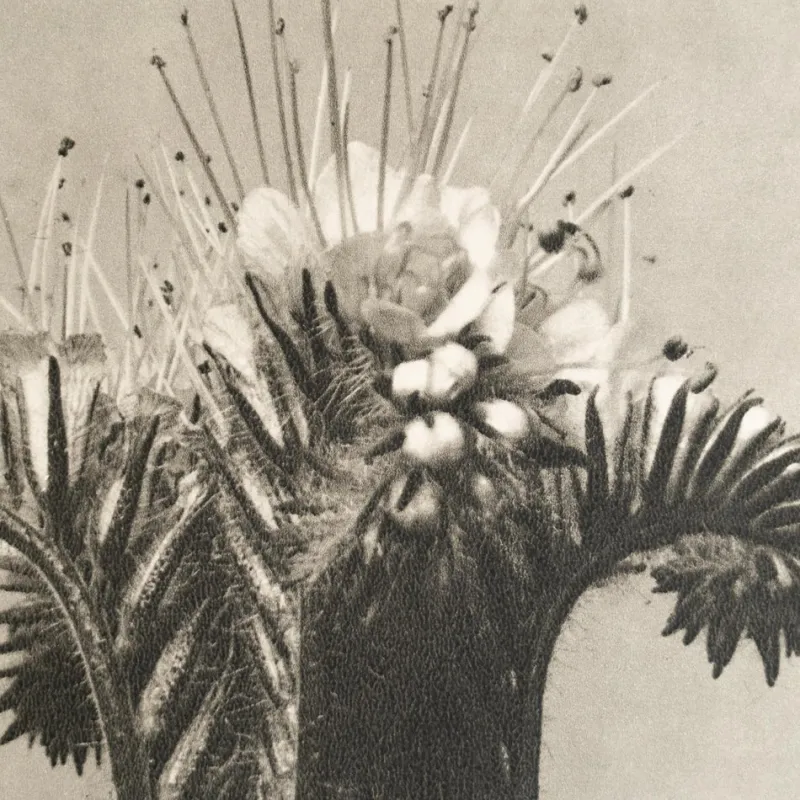 Sale Pamono Karl Blossfeldt, Natural Grace, 1942, Photogravure, Framed