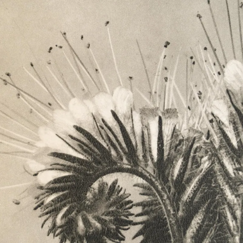 Sale Pamono Karl Blossfeldt, Natural Grace, 1942, Photogravure, Framed