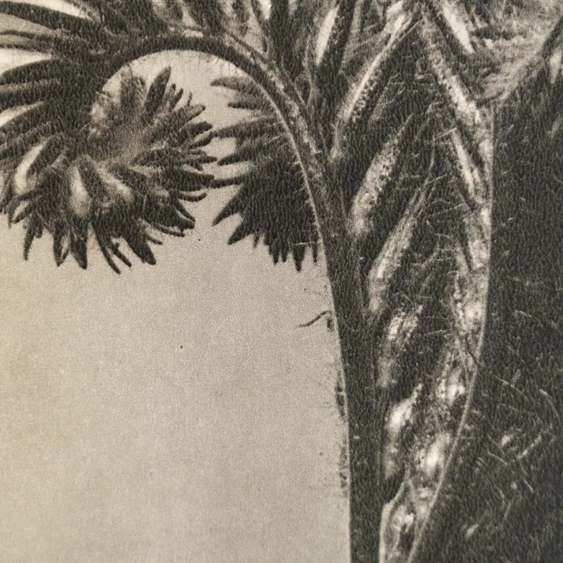 Sale Pamono Karl Blossfeldt, Natural Grace, 1942, Photogravure, Framed