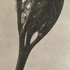Sale Pamono Karl Blossfeldt, Natural Grace, 1942, Photogravure, Framed