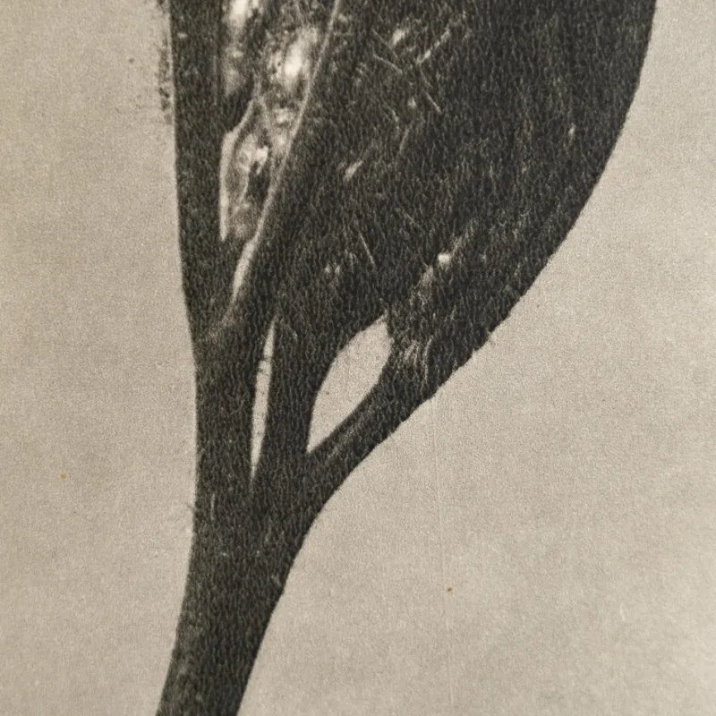 Sale Pamono Karl Blossfeldt, Natural Grace, 1942, Photogravure, Framed