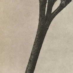 Sale Pamono Karl Blossfeldt, Natural Grace, 1942, Photogravure, Framed
