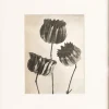 Pamono Karl Blossfeldt, Natural Grace, 1942, Photogravure, Framed> Photography
