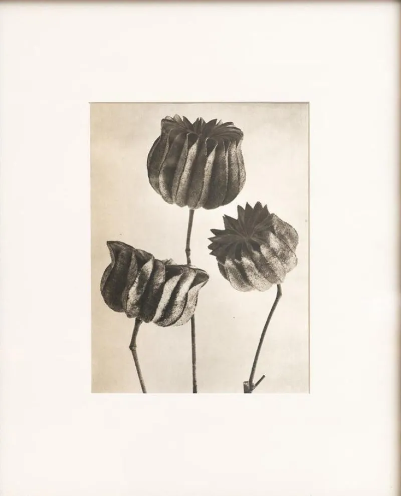Pamono Karl Blossfeldt, Natural Grace, 1942, Photogravure, Framed> Photography