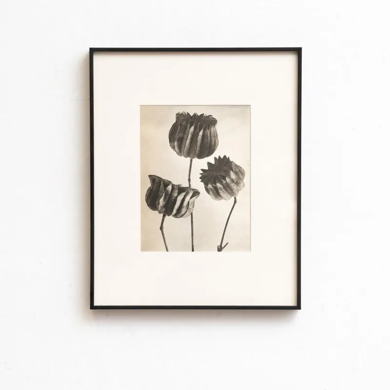 Pamono Karl Blossfeldt, Natural Grace, 1942, Photogravure, Framed> Photography