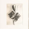 Pamono Karl Blossfeldt, Natural Grace, 1942, Photogravure, Framed> Photography