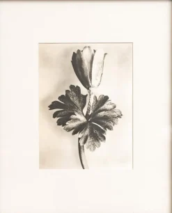 Pamono Karl Blossfeldt, Natural Grace, 1942, Photogravure, Framed> Photography