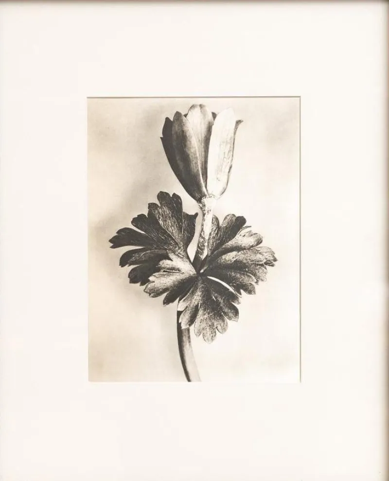 Pamono Karl Blossfeldt, Natural Grace, 1942, Photogravure, Framed> Photography