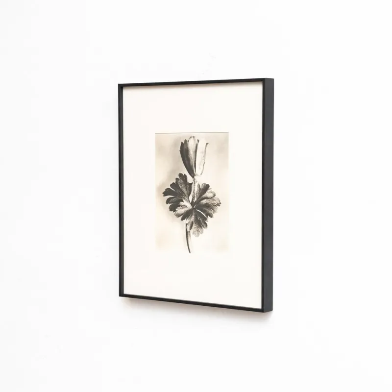 Pamono Karl Blossfeldt, Natural Grace, 1942, Photogravure, Framed> Photography