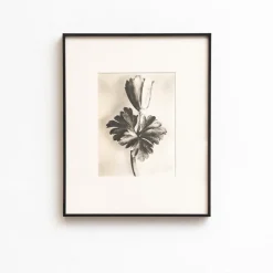 Pamono Karl Blossfeldt, Natural Grace, 1942, Photogravure, Framed><noscript><img width=