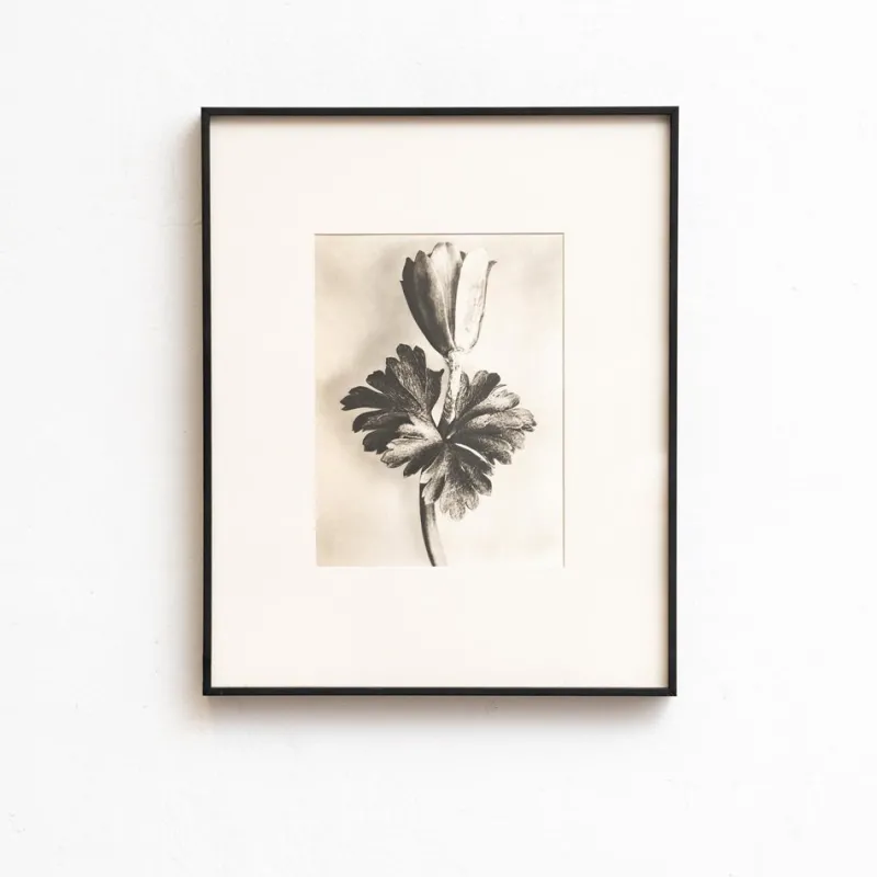 Pamono Karl Blossfeldt, Natural Grace, 1942, Photogravure, Framed> Photography