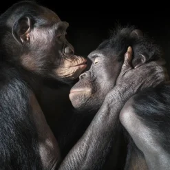 Sale Pamono Kissing, British Art, Animal Photograph, Monkey