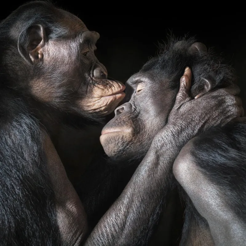 Sale Pamono Kissing, British Art, Animal Photograph, Monkey