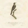Hot Pamono Large Bird Illustration of an Eastern Wood Pewee