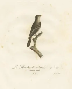 Hot Pamono Large Bird Illustration of an Eastern Wood Pewee