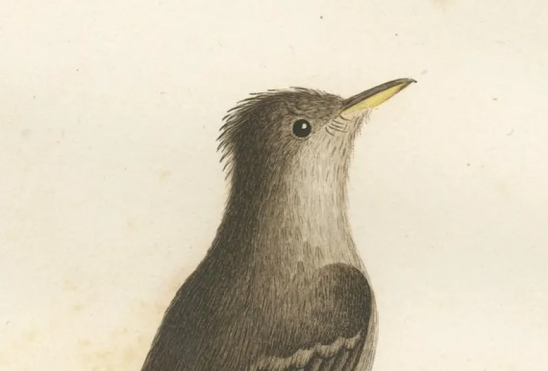 Hot Pamono Large Bird Illustration of an Eastern Wood Pewee