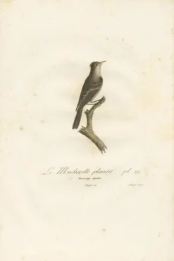 Hot Pamono Large Bird Illustration of an Eastern Wood Pewee