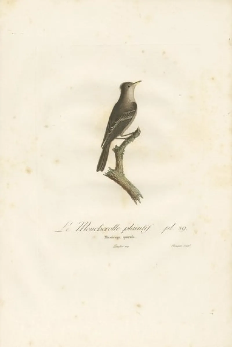 Hot Pamono Large Bird Illustration of an Eastern Wood Pewee