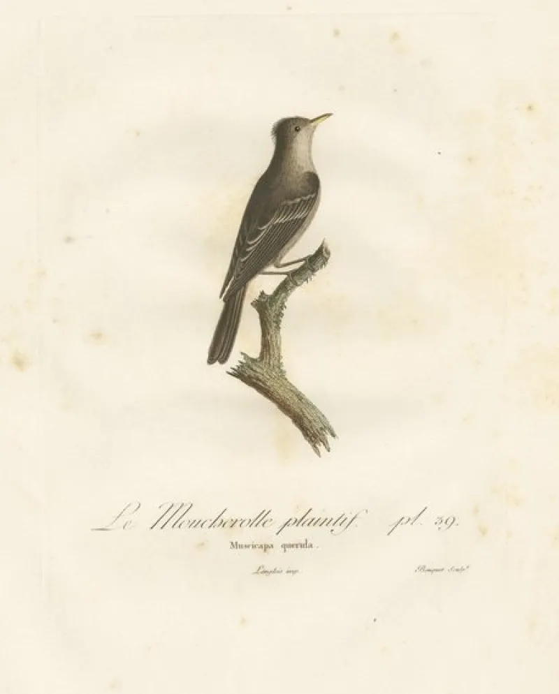 Hot Pamono Large Bird Illustration of an Eastern Wood Pewee