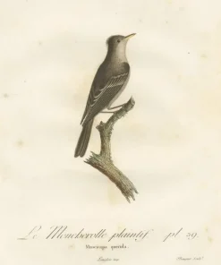 Hot Pamono Large Bird Illustration of an Eastern Wood Pewee