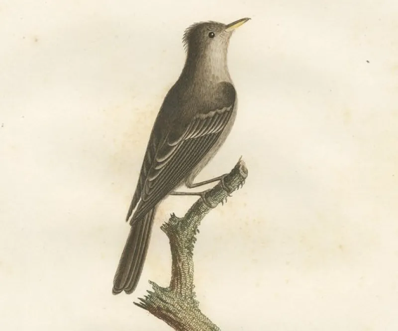 Hot Pamono Large Bird Illustration of an Eastern Wood Pewee