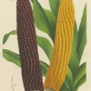 Outlet Pamono Louis Van Houtte, Red and Yellow Maize, 1875, Print