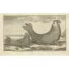 Best Pamono Marine Creatures A Sea Lioness and a Sea Elephant Engraving, 1765