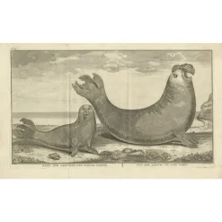 Best Pamono Marine Creatures A Sea Lioness and a Sea Elephant Engraving, 1765