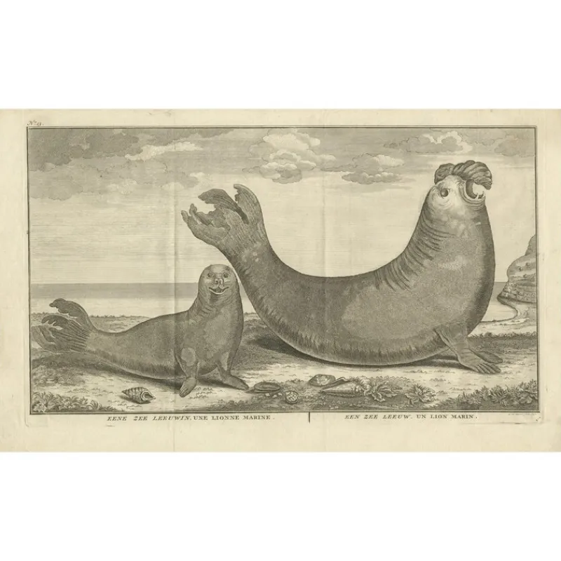 Best Pamono Marine Creatures A Sea Lioness and a Sea Elephant Engraving, 1765