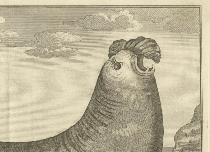 Best Pamono Marine Creatures A Sea Lioness and a Sea Elephant Engraving, 1765