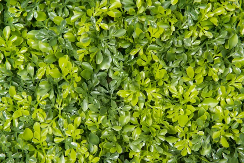 Discount Pamono Modular Boxwood Plant Mix Wall Vertical Garden Panel from VGnewtrend