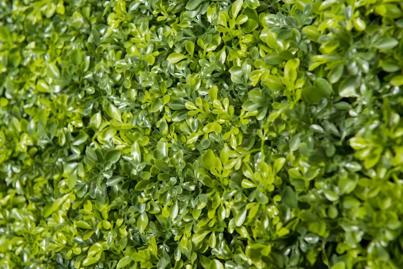 Discount Pamono Modular Boxwood Plant Mix Wall Vertical Garden Panel from VGnewtrend