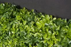 Discount Pamono Modular Boxwood Plant Mix Wall Vertical Garden Panel from VGnewtrend