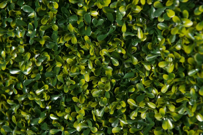 Online Pamono Modular Flat Boxwood Wall Vertical Garden Panel from VGnewtrend