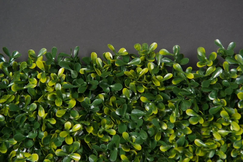 Online Pamono Modular Flat Boxwood Wall Vertical Garden Panel from VGnewtrend