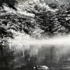 Pamono Noriko Saito, Japanese Forest Landscape, 1980s, Photographic Print, Framed