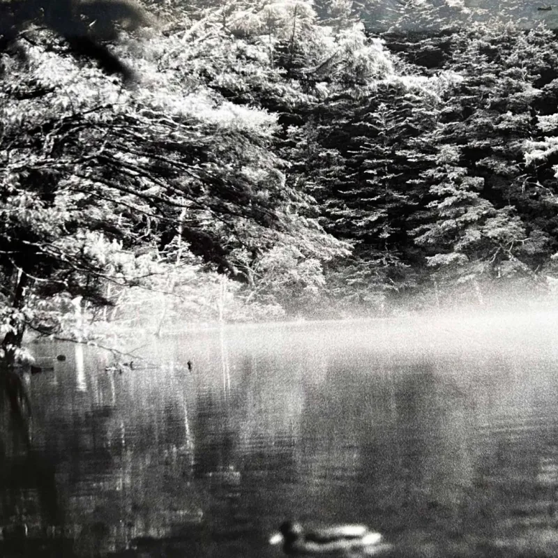 Pamono Noriko Saito, Japanese Forest Landscape, 1980s, Photographic Print, Framed