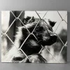 Clearance Pamono Noriko Saito, ​Japanese Raccoon Dog, 1980s, Photographic Print, Framed