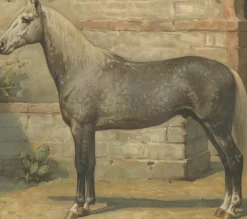 Online Pamono O. Eerelman, Algerian Horse, 1898, Paper