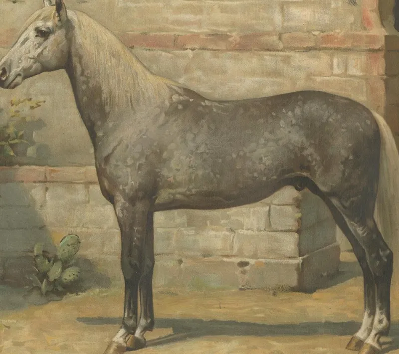 Online Pamono O. Eerelman, Algerian Horse, 1898, Paper