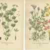 Pamono Original Botanical Prints, 1897, Set of 4, Paper> Photography